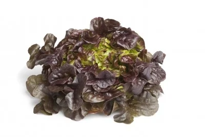 Lechuga Hoja de Roble 2,12 €/Ud Lechuga Hoja de Roble