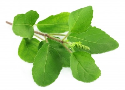 Albahaca 2,11 €/Ud Albahaca
