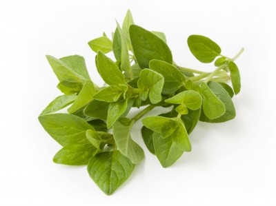 Oregano Fresco 2,98 €/Ud Oregano Fresco