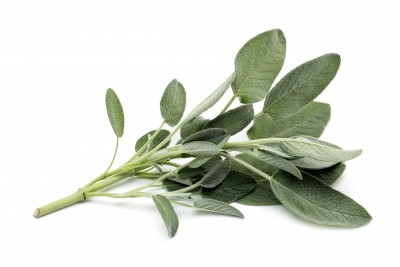 Salvia 2,50 €/Ud Salvia