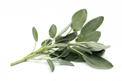 Salvia 2,28 €/Ud Salvia