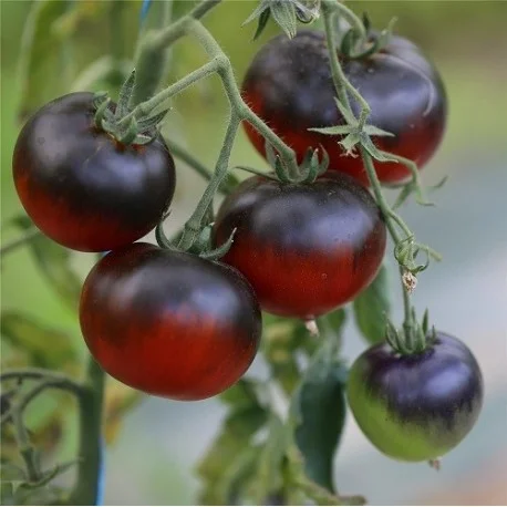 Tomate Mar Azul 7,19 €/Kg Tomate Mar Azul