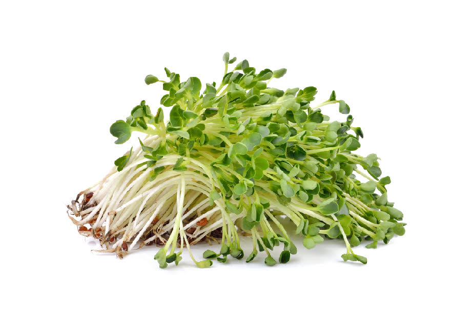 Brote de Alfalfa 2,22 €/Ud Brote de Alfalfa