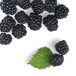 Moras 3,62 €/Ud Moras