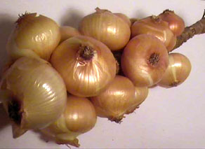 Cebolla Francesa 2,32 €/Ud Cebolla Francesa