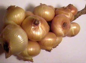 Cebolla Francesa 2,32 €/Ud Cebolla Francesa